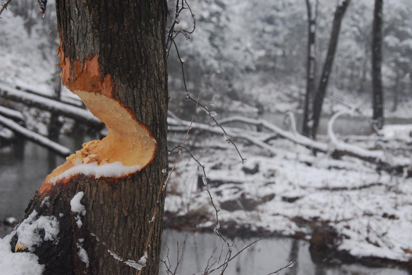 Snow scene with stream in the background